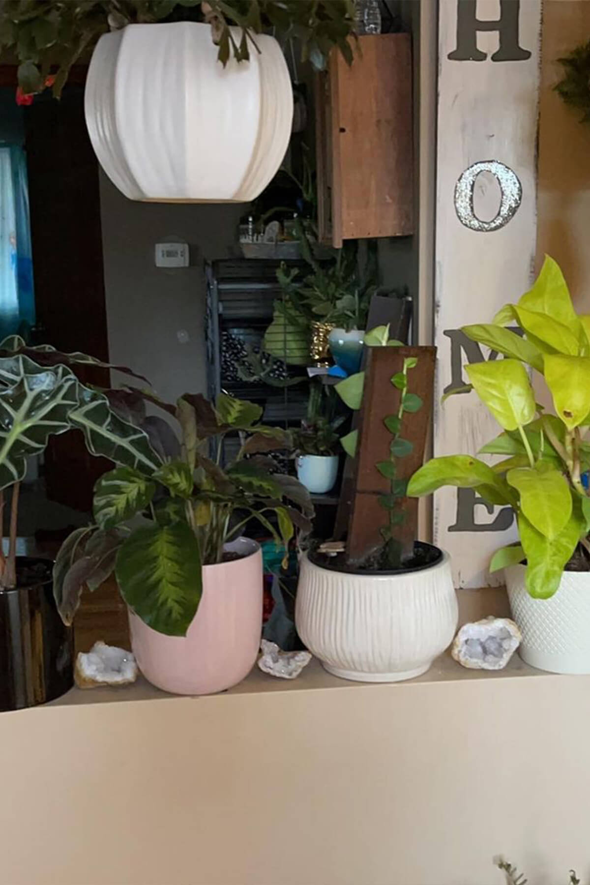 Plants