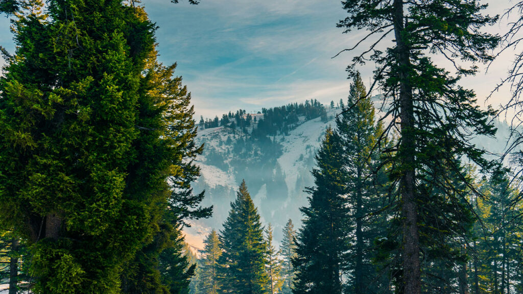 pine forest on snow-covered mountain