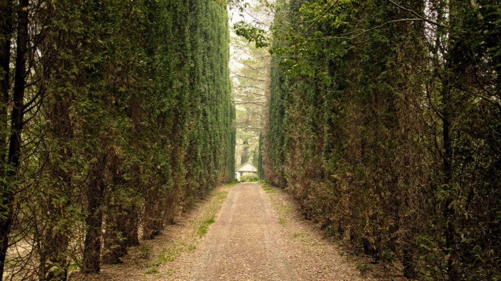 brown dirt road between green trees during daytime