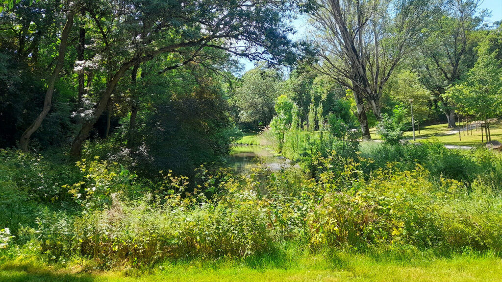 a grassy area with trees and bushes