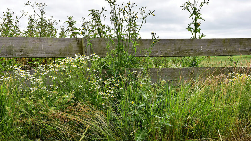 a wooden fence surrounded by tall grass and weeds