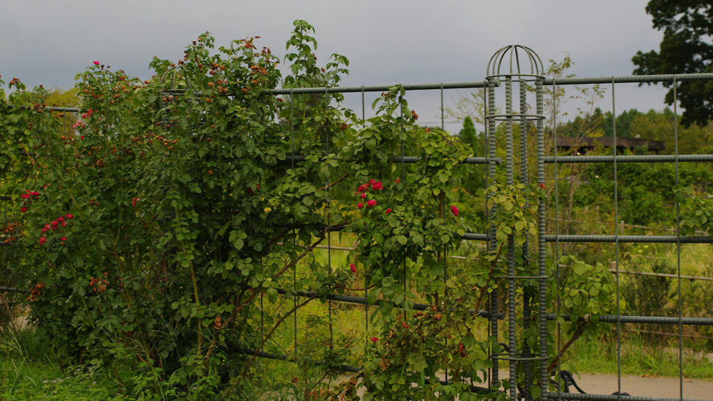 A fence with a bunch of plants growing on it