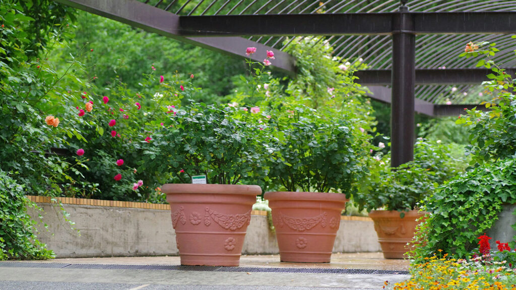 A bunch of potted plants in a parking lot