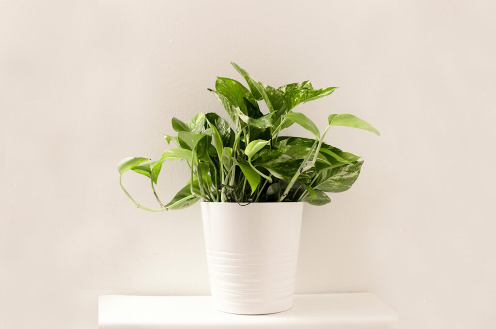 pothos