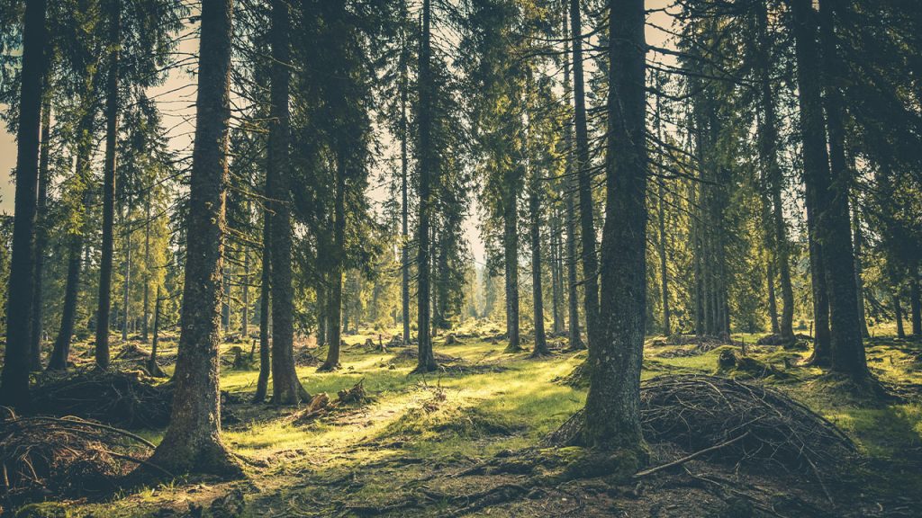 Green Grass on Forest