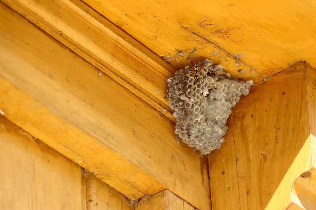 An insect nest on the ceiling.