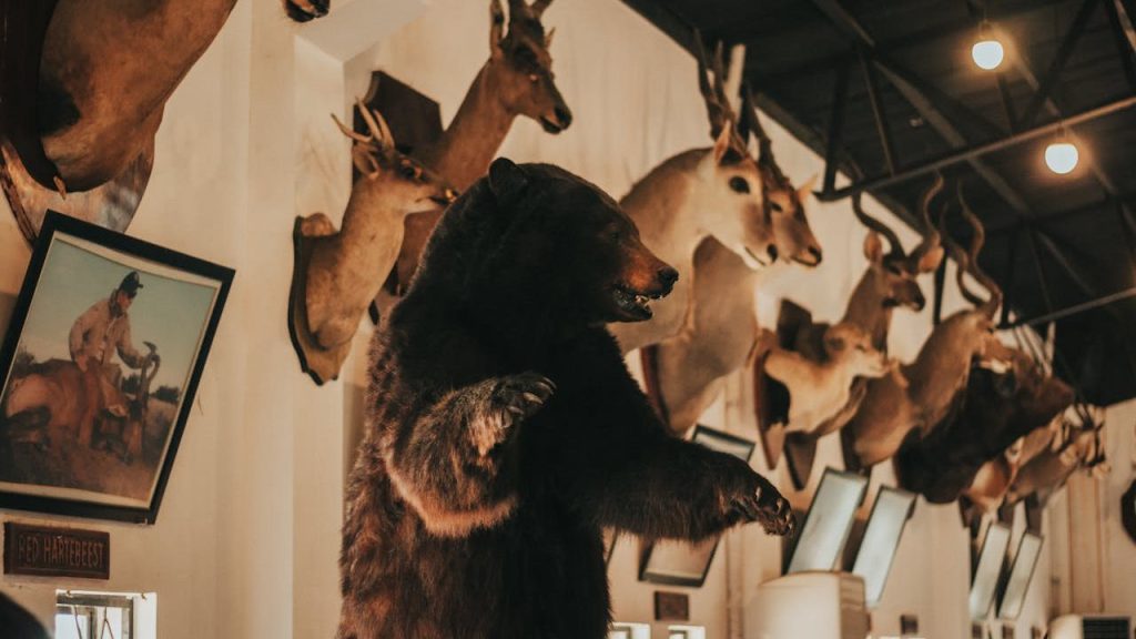 taxidermy