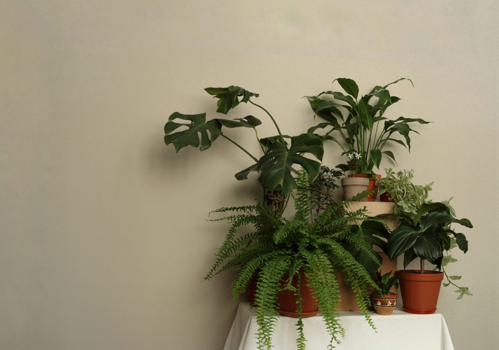 a white table topped with lots of potted plants