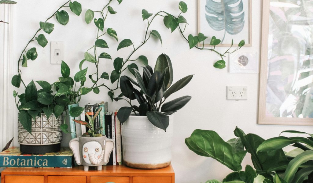 Indoor Plants