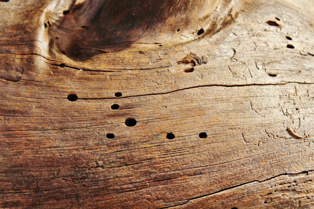 Wood worm damage on wood.
