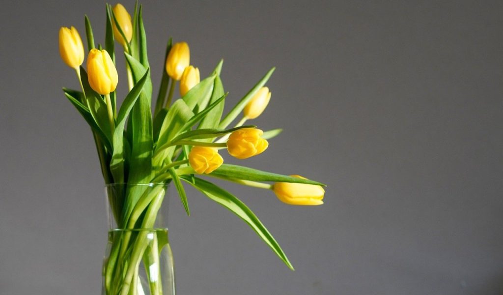 Tulips Yellow
