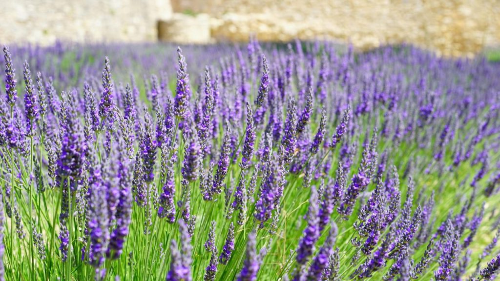 Lavenders for French Country Garden