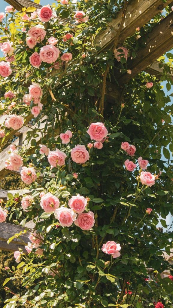 Climbing Roses for French Country Garden