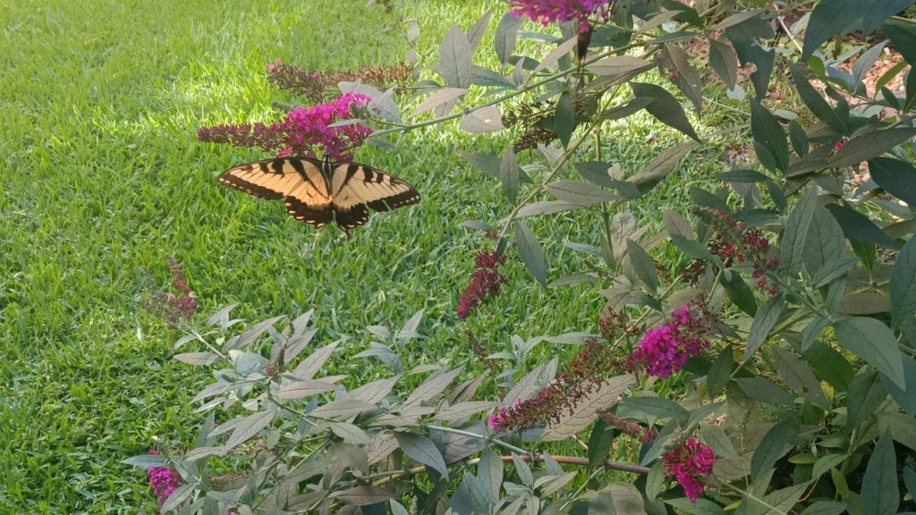 Butterfly Bush (Buddleia)