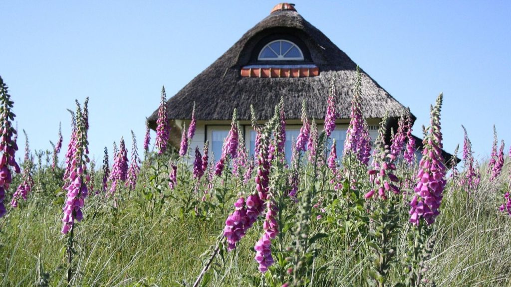 Foxglove for French Country Garden
