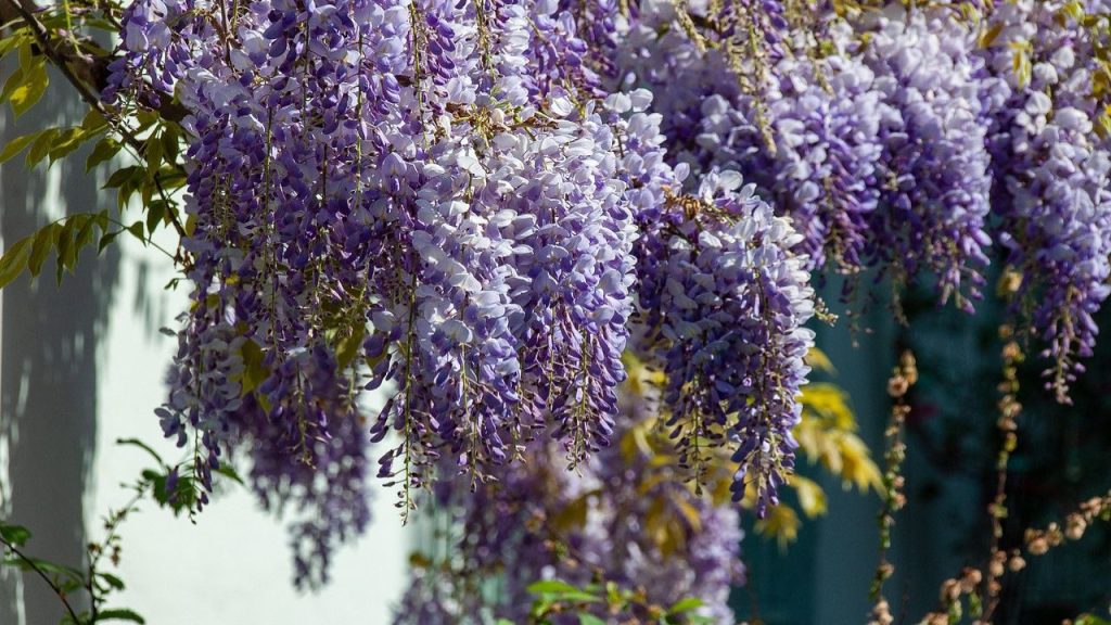 Wisteria