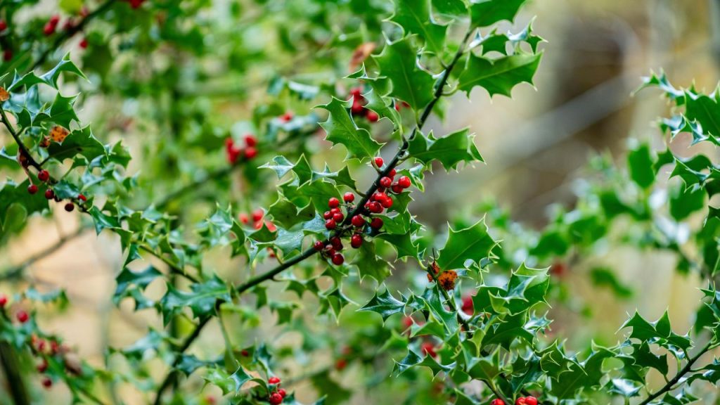 Holly (Ilex)