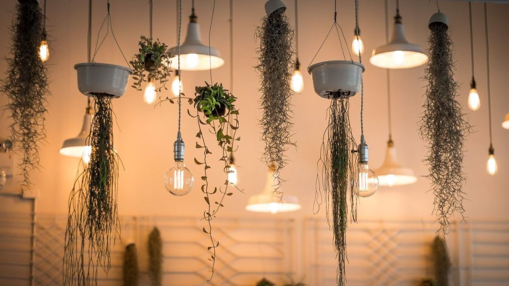Hanging Plants is an interior design choice that is difficult to maintain.