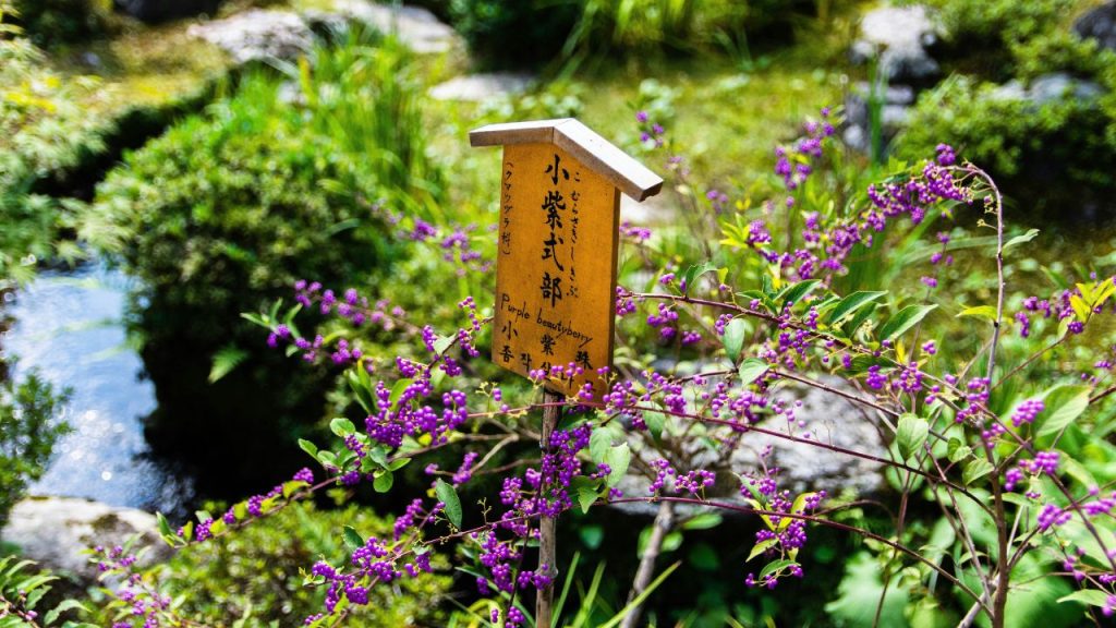 Beautyberry (Callicarpa)
