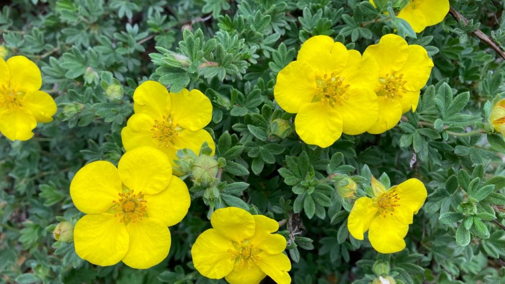 Potentilla