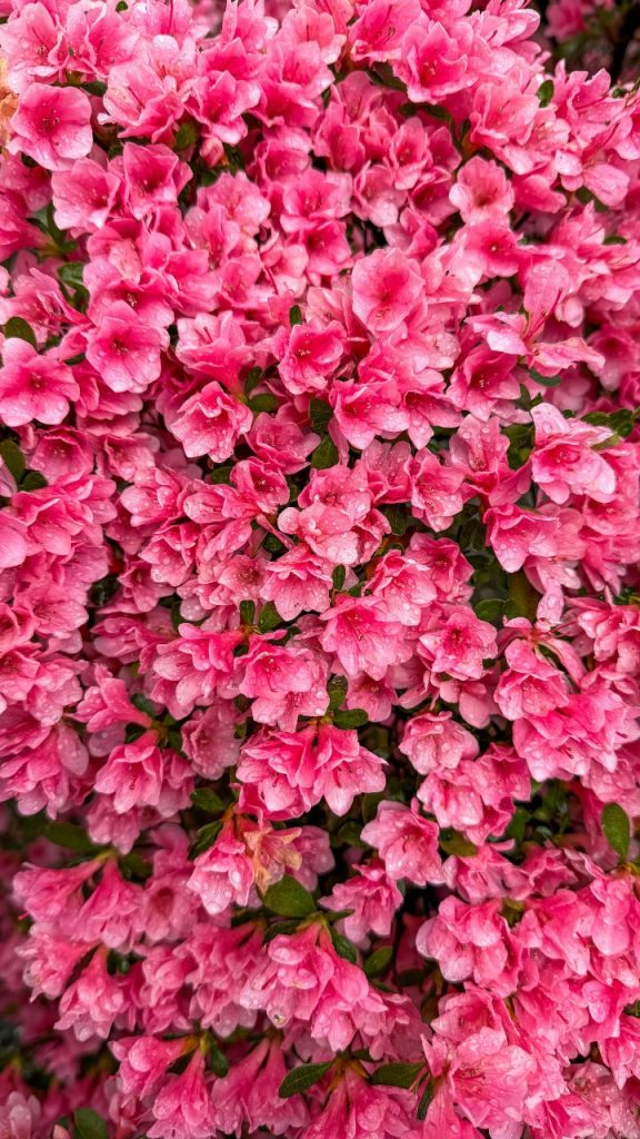 Azalea