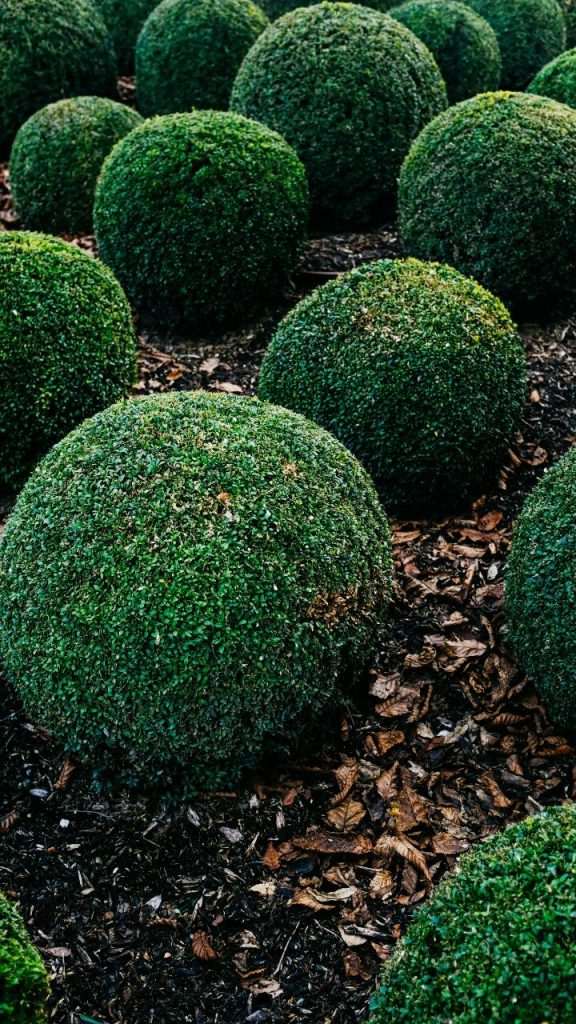 Boxwood for French Country Garden