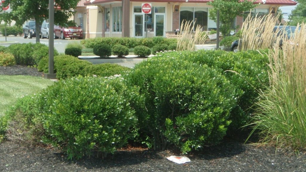 Inkberry (Ilex glabra)