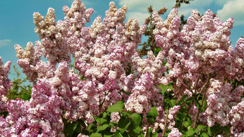 20 Resilient Shrubs For Your Backyard That Thrive With Minimal Effort (and Look Stunning)