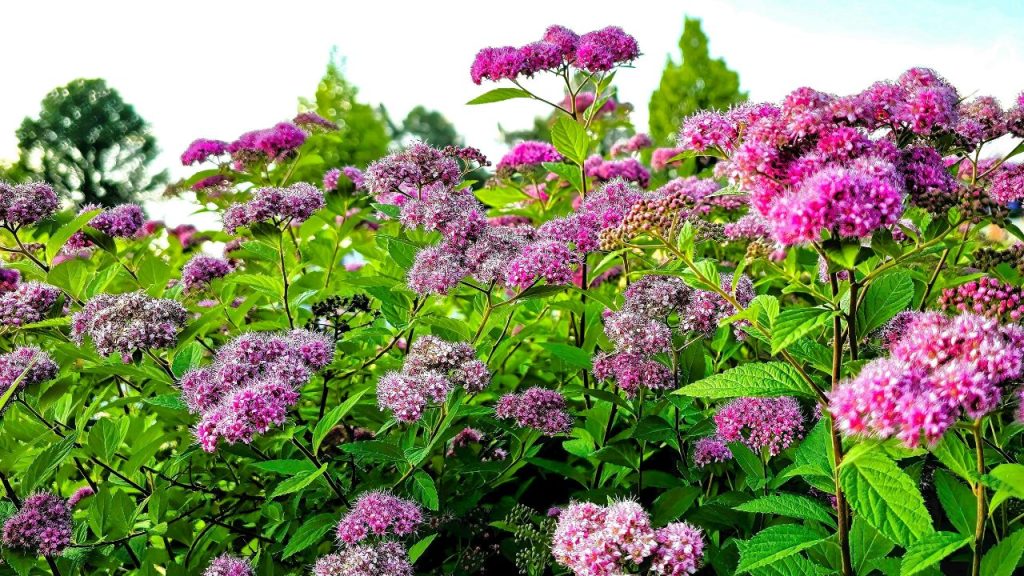 Spirea