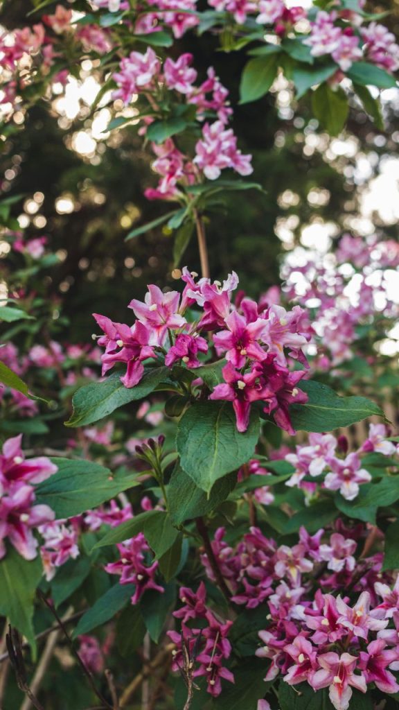 Weigela