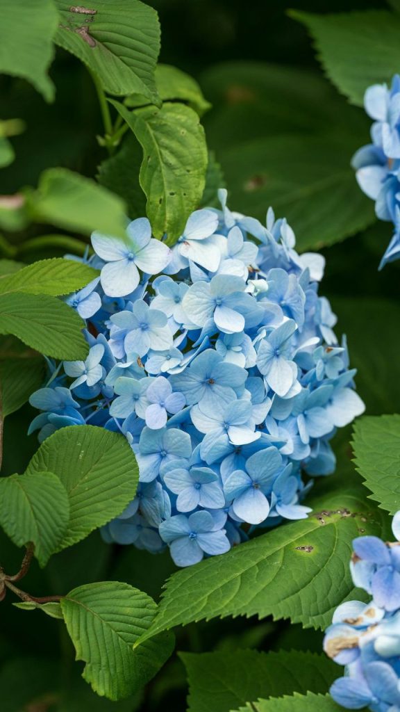 Hydrangeas for French Country Garden