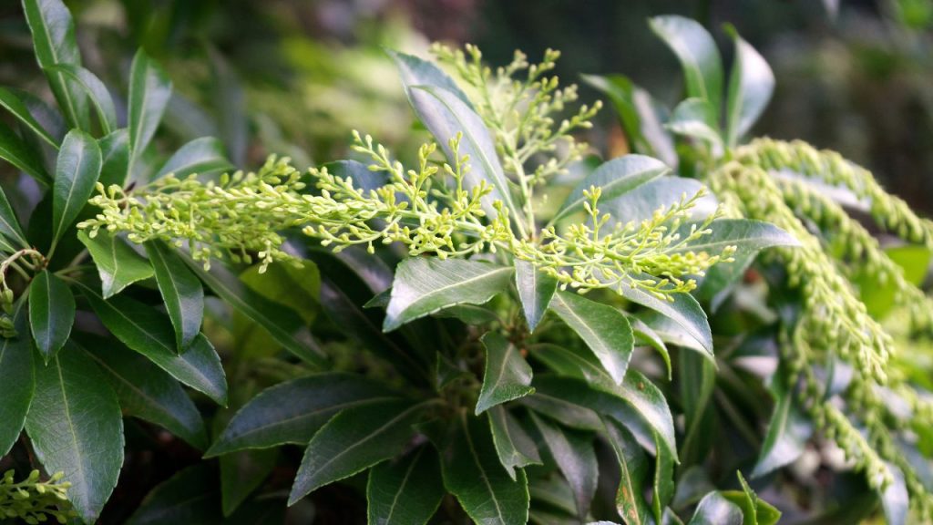 Japanese Pieris (Pieris japonica)