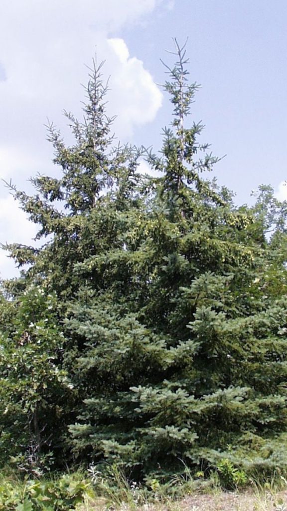 Dwarf Alberta Spruce