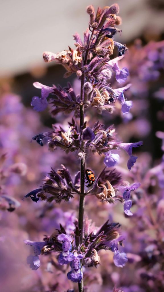 Catmint for French Country Garden