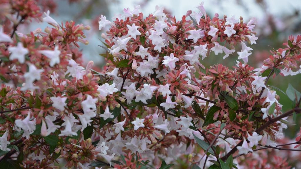 Abelia
