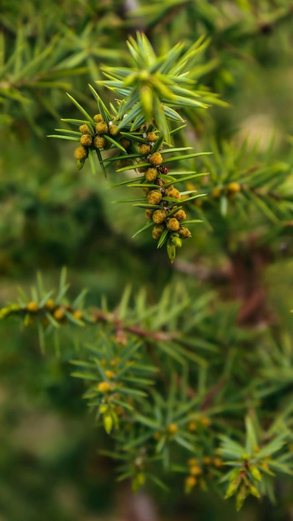 Juniper