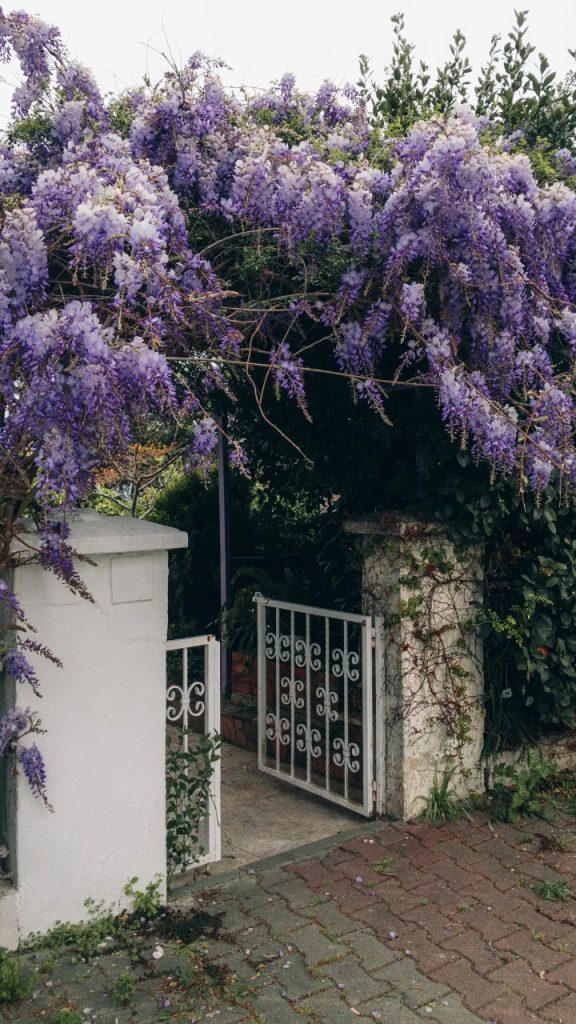 Wisterias for French Country Garden