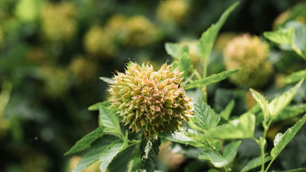 Ninebark (Physocarpus opulifolius)