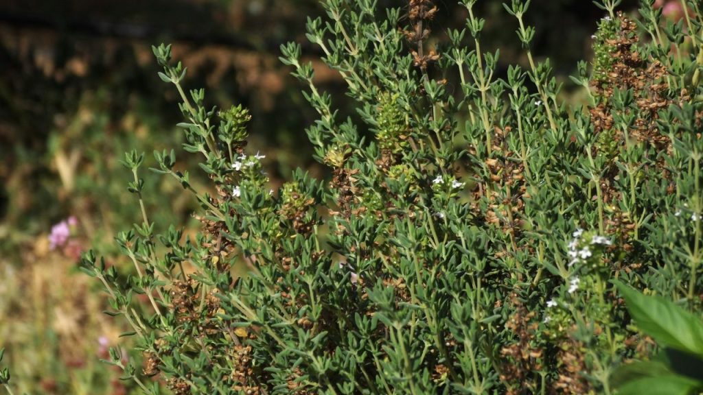 Thyme for French Country Garden
