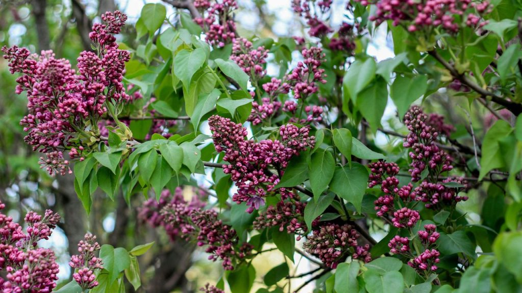 Lilac (Syringa)