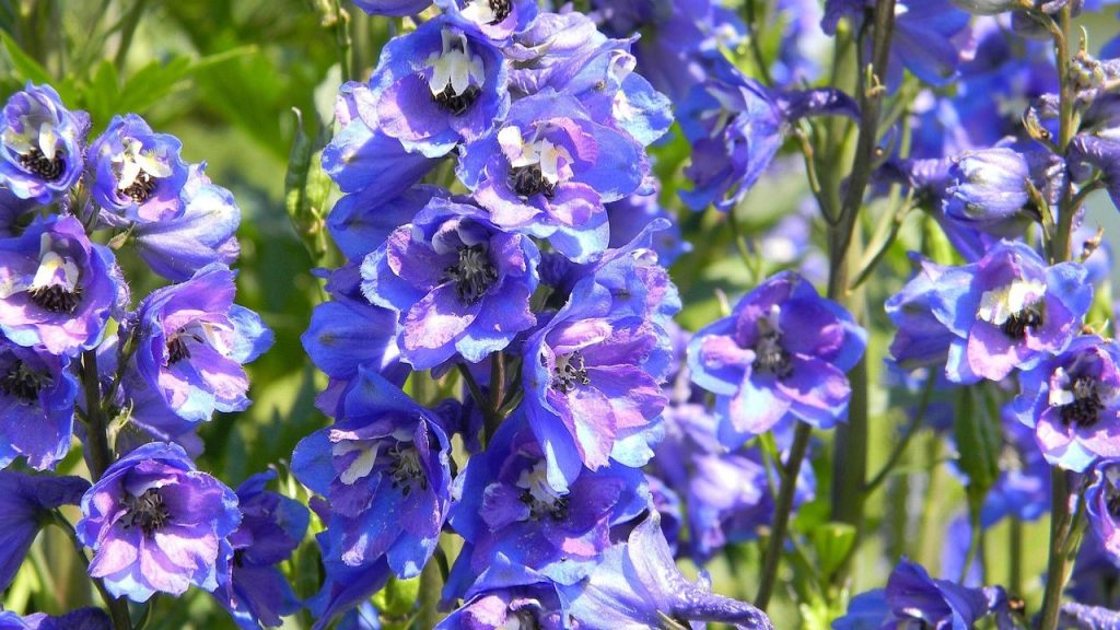 Delphinum for French Country Garden