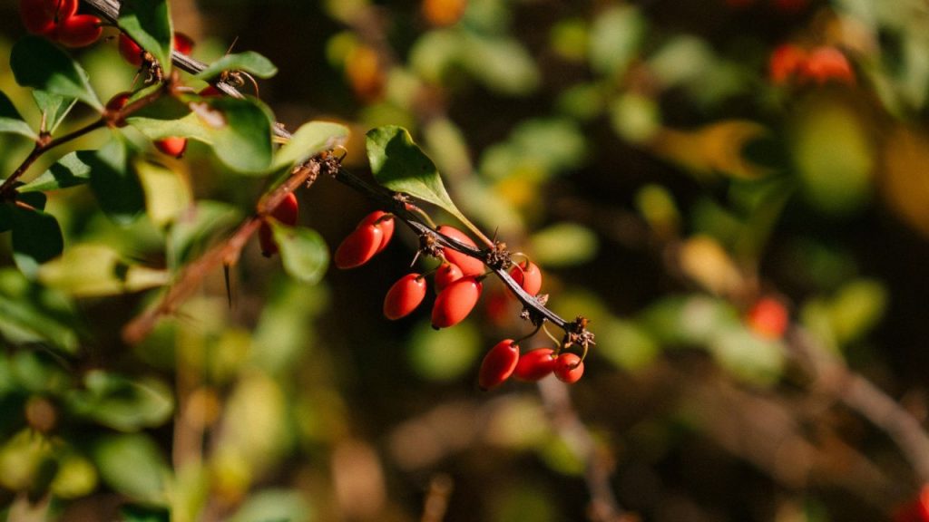 Barberry (Berberis)