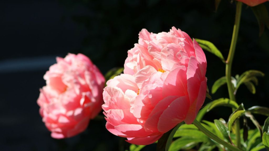Peonies for French Country Garden
