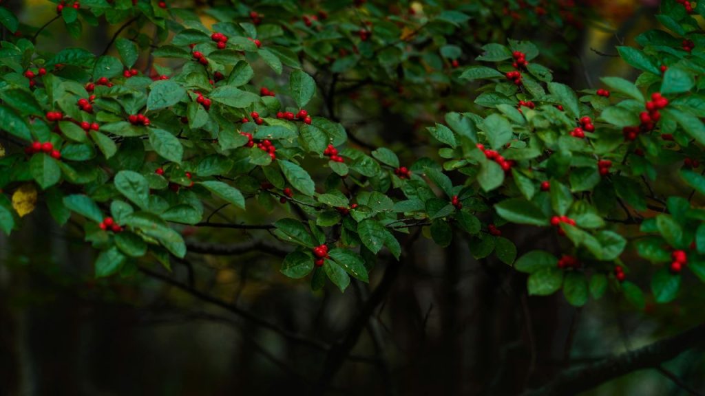 Winterberry (Ilex verticillata)