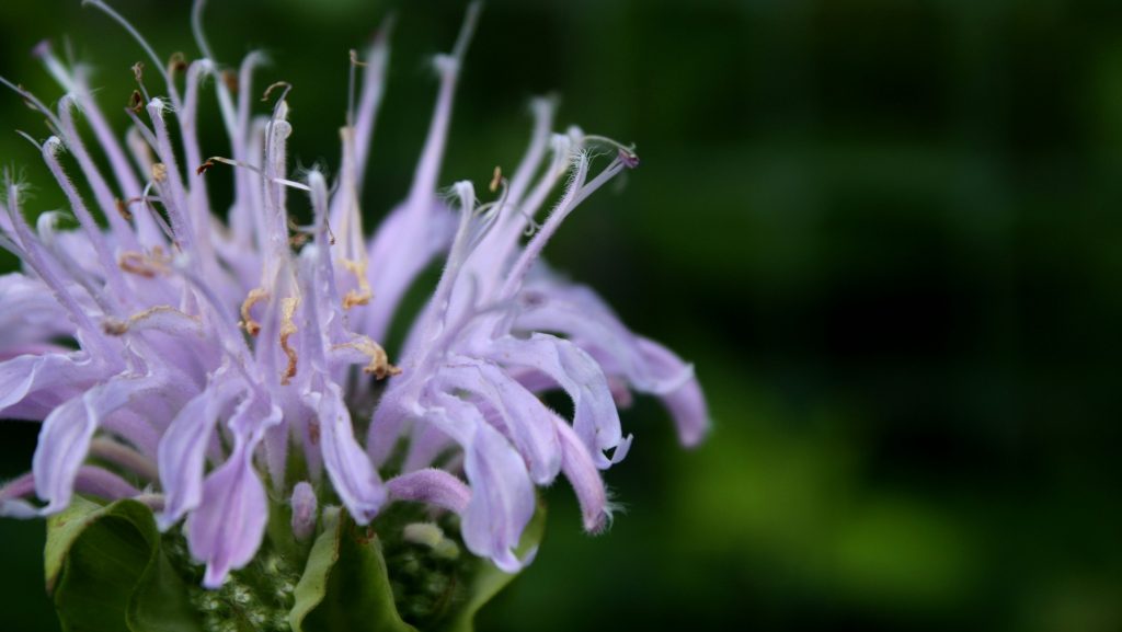 Wild Bergamot