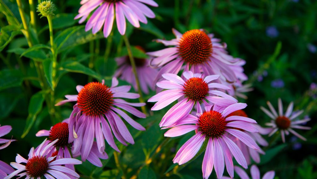 Purple Coneflower