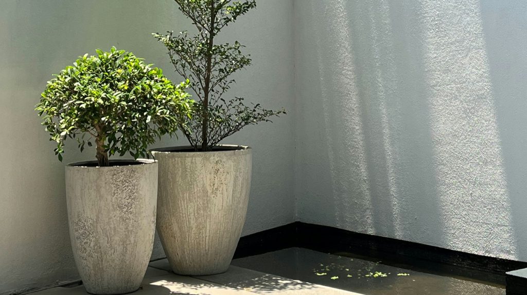 Plant