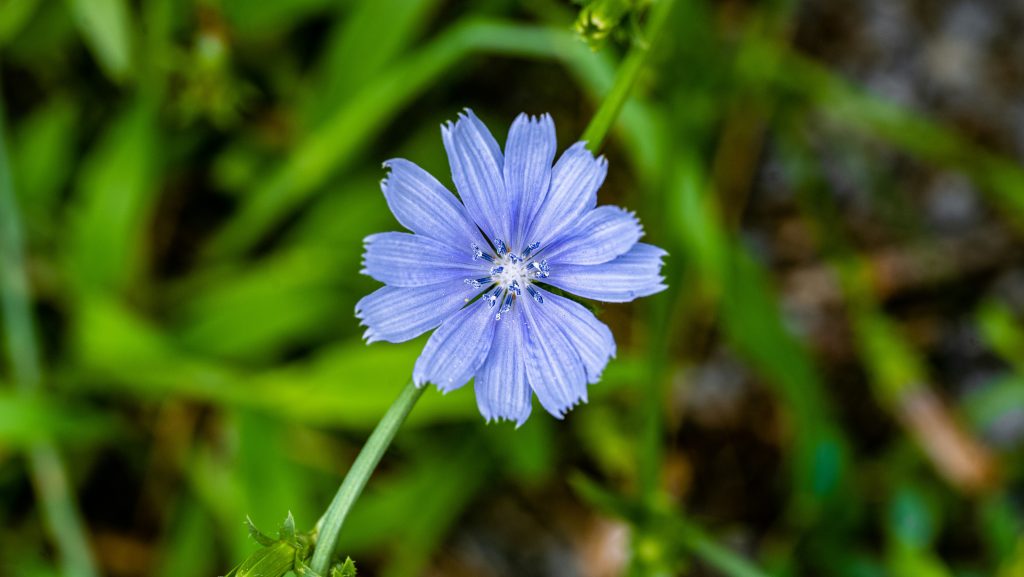 Chicory