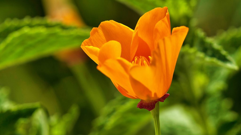 California Poppy