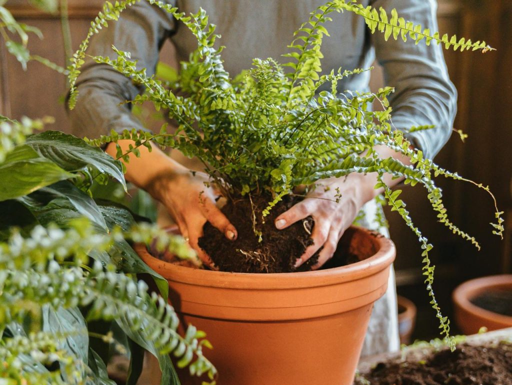 fern